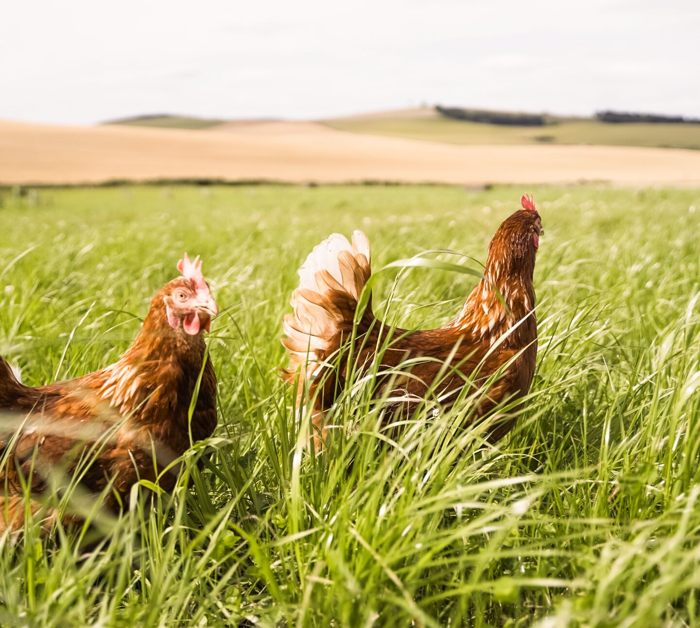 Hens Uppermill