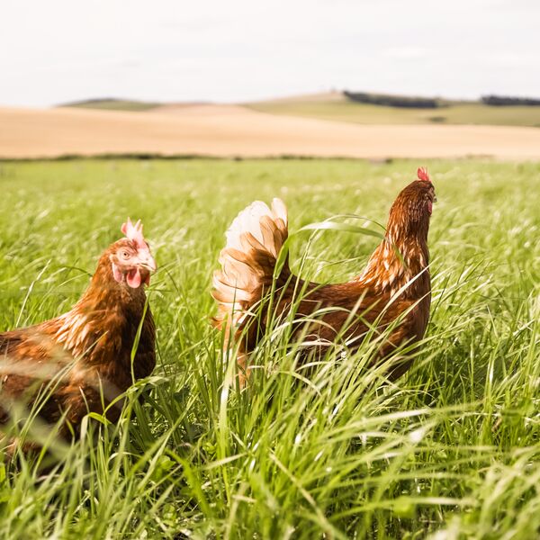 Hens Uppermill