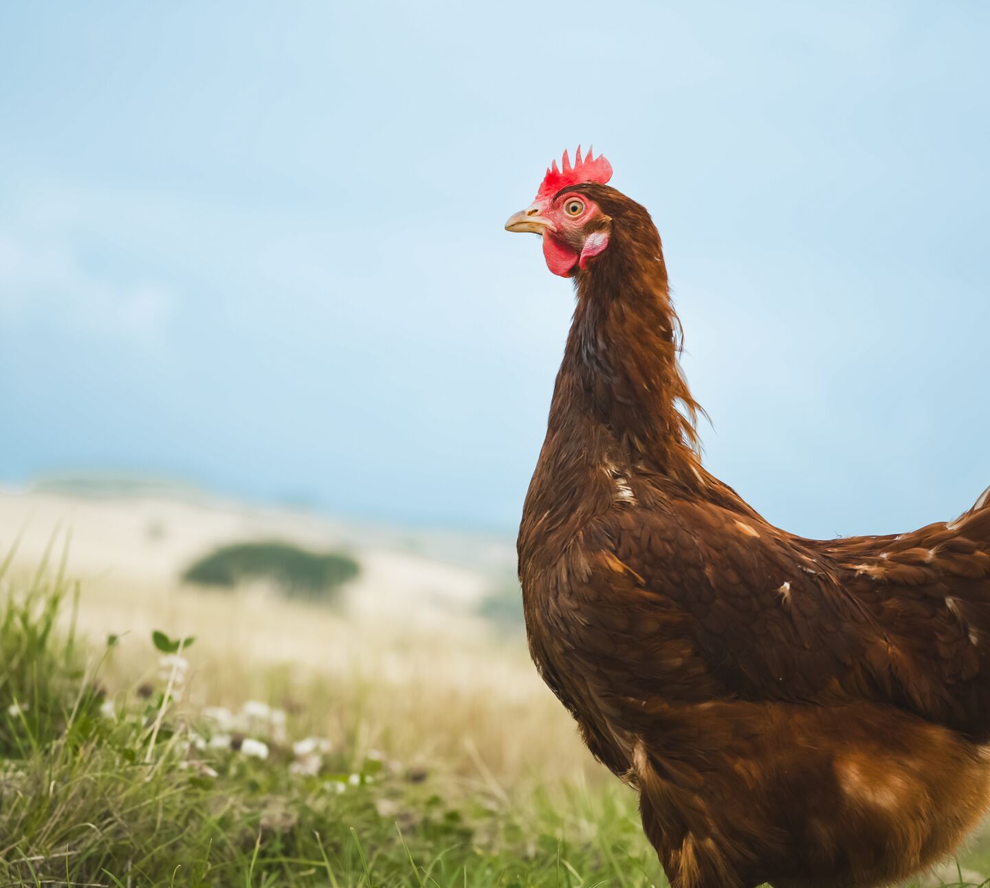 Sunny hens